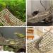 TeTupGa Reptile Lizard Lounger Bearded Dragon Hammock Natural Seagrass Hammock Bed with Suction Cups for Anoles Geckos Iguanas Hermit Crab Climbing Toys Tank Accessories for Habitats - Buy Online on GoSupps.com