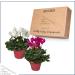 Live Flowering Indoor Cyclamen Duo in Deco Cover - Assorted Colors | 10 Tall by 6 Wide | Long Lasting Flowers | 2 Plants Per Pack - Buy Online on GoSupps.com