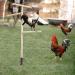 Buy Generic Boden Chicken Rod - Outdoor Poultry Stand & Enrichment Toy for Chickens Parrots & Nymphensitties | Perfect for Playgrounds - Buy Online on GoSupps.com