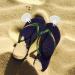 LIFKOME Gel Metatarsal Pads for Thong Sandals & Flip-Flops - 4 Pairs Forefoot Cushion Inserts for Ball of Foot Grip & Anti-Slip Support - Buy Online on GoSupps.com