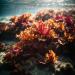 Buy Organic Dulse Flakes - Wild Atlantic Seaweed | Vegan Umami Seasoning - 50g (2x25g) - Pureeraw - Buy Online on GoSupps.com