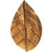 Arka Myscape Catappa Leaves - 10 Natural Seafaring Tree Leaves for Freshwater Aquariums | 8-12cm Enhances Fish & Shrimp Health - Buy Online on GoSupps.com