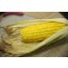 Premium Corn Husks for Tamales Hojas de Tamal Natural 4 Lbs - Buy Online on GoSupps.com