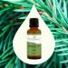 Buy Plant Therapy Balsam Fir Essential Oil 30 mL - 100% Pure Undiluted Therapeutic Grade for International Shipping - Buy Online on GoSupps.com