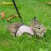 Adjustable Soft Harness & Elastic Leash for Rabbits | Niteangel - Buy Online on GoSupps.com