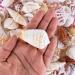 Beach Seashells Mix - Bag of Approx. 50 Seashells, Various Sizes up to 2 - Seashells1 - Buy Online on GoSupps.com