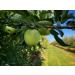 Food-United Apfel Puree Granny Smith 1kg - Pure Natural Fruit Puree for Smoothies Bowls Quark & Sorbet Toppings - No Artificial Additives - Selected Fruits - Buy Online on GoSupps.com