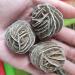 1PCS Natural Desert Rose Crystal Stone Specimen Crystal Rock Stones Original Specimen Cluster Stone