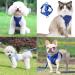 Adjustable Cat Dishes with Leash - Escape Proof Cat Harness & Leash for Kittens & Puppies | International Shipping - Buy Online on GoSupps.com