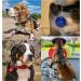 Unique Personalized Dog & Cat Recognition Tags - Engraved Silver 30mm | Custom Double-Sided Pet Brands - Buy Online on GoSupps.com