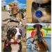 Personalized 30mm Green Dog and Cat Recognition Tags | Unique Branding for Pets & Owners | Engraved on Both Sides - Buy Online on GoSupps.com