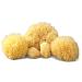 Real Natural Sea Sponges Multipack - 5pc Spa Gift Set for Bath, Shower, and Facial Cleansing - Perfect Gift for Moms, Brides, Girlfriends, Teens - Kind on Skin - Includes Premium Bag (5 Pack) - Buy Online on GoSupps.com