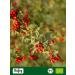 Buy Biojoy ORGANIC Hawthorn Tea 500g - Premium Crataegus Monogyna Leaves Cut for Heart Health - International Shipping Available - Buy Online on GoSupps.com