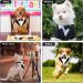 KroY PecoeD Formal Dog Tuxedo Bandana Collar - Adjustable Bow Tie & Neck Tie for Small-Medium Dogs (L) - Wedding & Special Occasion Accessories - Buy Online on GoSupps.com