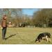 Company of Animals 10m Recall Line: Best Dog Training Equipment for Recall Training & Socialization - Ideal for Small, Medium & Large Dogs - Buy Online on GoSupps.com