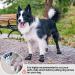 BEAUTYZOO Dog Boots 4PCS Set for Medium Large Dogs | Anti-Slip Waterproof Booties with Reflective Straps | Size 6 (2.6x3.0) | Black Outdoor Paw Protectors - Buy Online on GoSupps.com