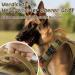 Rabbitgoo Tactical Dog Harness No Pull - Military Vest with Handle & Molle for Medium Dogs | Easy Control Service Harness - Brown (M) - Buy Online on GoSupps.com