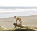 RC Pet Products Zephyr Cooling Bandana - Medium Toucan Dog Cooling Collar - Buy Online on GoSupps.com