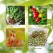 Nature's Sunshine LIV-J Capsules - Digestive Support with Herbal Blend for Liver and Spleen Nourishment - 100 Caps - Buy Online on GoSupps.com