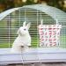 Leakproof Ice Bags For Cage - Cage | Animal Cooling Long Lasting Cold Freezer Packs | Waterproof Cloth Small Pet Summer Heat Ice Bag For Rabbits Hedgehogs Kittens And Other Small Pets - Buy Online on GoSupps.com