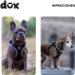 DDOXX Reflecting Airmesh Step-in Dog Harness - Adjustable for All Sizes - XL (Black) - Perfect for Dogs with Breast Size 48-55 cm - Buy Online on GoSupps.com
