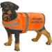 Reflective Warning Vest for Dogs | Revier Supervision Safety Vest | Signal Vest for Hunting Dogs - Orange District Supervision Accessories - Buy Online on GoSupps.com