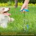 Petphabet Intestepflock Dog Leash 10m - Floor Anchor & Tie Out for Garden & Outdoor Use Teal - Buy Online on GoSupps.com