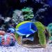 Shop Aquarium Decoration - Realistic Moos Deko Resin Cave Ornament for Fish & Shrimp | 3.34 x 2.55 x 2.75 inches - B-green - Buy Online on GoSupps.com