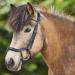 WALDHAUSEN Icelandic Anatomic Bridle - Black | Premium Equestrian Gear for International Shipping - Buy Online on GoSupps.com