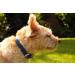 Sniffing Fans Leather Dog Collar - Padded Robust Adjustable for All Sizes (XL 46-55cm Blue) - Ideal for Large Medium and Small Dogs - Buy Online on GoSupps.com
