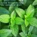MitFlor Premium Mint Fragrance Oils Set - 6x10ml for Diffuser, Soap & Candle Making | Refreshing Home Fragrance & Aromatherapy Oil Gift Set - Buy Online on GoSupps.com