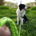 X Ben 10m Dog Tow Line - Thick Leash with Padded Handle for Small & Medium Dogs | Training Line with Lockable Carabiner in Apple Green - Buy Online on GoSupps.com
