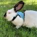 Adjustable Soft Rabbit Dishes Set - 2 Breathable Small Animal Dishes with Leash for Outdoor Use | Perfect for Rabbits Hares Hamsters & Cats - Buy Online on GoSupps.com