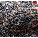 Spicy World Minnesota Grown Black Wild Rice 6lb Bag - Premium Quality All Natural - Buy Online on GoSupps.com