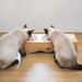 Navaris Porcelain Cat Bowls - Set of 3 for Food and Water - Replacement Bowls for Elevated Feeding Station Style 3 - Buy Online on GoSupps.com