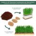 PFOTELOMP XXL Cat Grass Re-Planting Set | Wheat Grass & Earth | DIY Pot Kit for Cats - Ideal for Porcelain & Bamboo - Buy Online on GoSupps.com