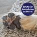 Canosept Pfot Care for Dogs 75g - Ultimate Paw Care Cream for Soft & Protected Paws in Any Weather - Buy Online on GoSupps.com