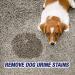 Resolve Urine Destroyer 32oz Spray, 2-Pack - Pet Stain & Odor Remover - Buy Online on GoSupps.com