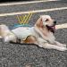 Cool Vest for Large Dogs - Reflective & Breathable Cooling Jacket with 2 Ice Bags for Summer Protection - Gray XL - Buy Online on GoSupps.com