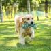 Dog Rope Toys for Medium Dogs - 7 Pack Durable Rope Chewy Toys for Dog Teething Cleaning Dog Training Prevents Boredom and Relieves Stress - Buy Online on GoSupps.com