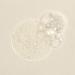 Honest Beauty Gentle Gel Cleanser - 5.0 fl oz | Sulfate & Paraben Free with Chamomile & Calendula Extracts - Buy Online on GoSupps.com