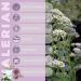 Vitaherbs Valerian Root 200mg - 70 Vegan Tablets | Premium Valeriana Officinalis Extract | Made in UK - Buy Online on GoSupps.com