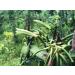Buy Mandoi Organic Bourbon Vanilla Pods - 5 Premium Madagascar Pods (15-16 cm) - Free Worldwide Shipping - Buy Online on GoSupps.com