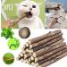 Winbarry Cat Toys - 36 Piece Plush Mint Mouse Set for Chewing & Play - Perfect Kitten & Cat Toys for Endless Fun - Buy Online on GoSupps.com