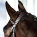HORZE Prescott Figure 8 Bridle - Brown, Horse Size - Buy Online on GoSupps.com