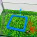 WEAVERBIRD 2PCS Fish Feeding Ring Fish Safe Floating Food Feeder Circle Blue with Suction Cup Easy to Install Aquarium Square and Round Shape for Guppy Betta Goldfish - Buy Online on GoSupps.com
