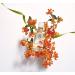 ROGER & GALLET | Fragrant Water Body Spray for Women | Fleur D'Osmanthus - Osmanthus Flower 1 Oz. - Buy Online on GoSupps.com