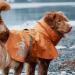 Hurtta Monsoon Dog Raincoat | Waterproof Rain Jacket for Dogs | Reflective Orange 65 cm (26 in) - Sea Buckthorn | International Shipping Available - Buy Online on GoSupps.com