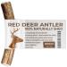 Antlers for Dogs Ideal for Medium Dogs Sustainable Naturally Shed Deer Antlers for Dogs Dog Toys Dog Treats Dog Antler Reindeer Antlers for Dogs Natural Dog Chews Dog Chew Toys M (Pack of 1)