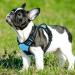 Eagloo Small Dog Harness - Adjustable Anti-Train Harness with Reflective Strips for Walking & Jogging - Durable Light Blue Breast Harness (1 Pack) - Buy Online on GoSupps.com